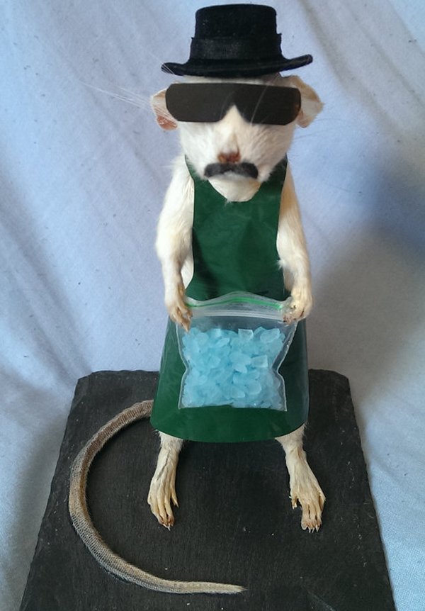 Heisenberg Breaking Bad Taxidermy Rat Creepbay